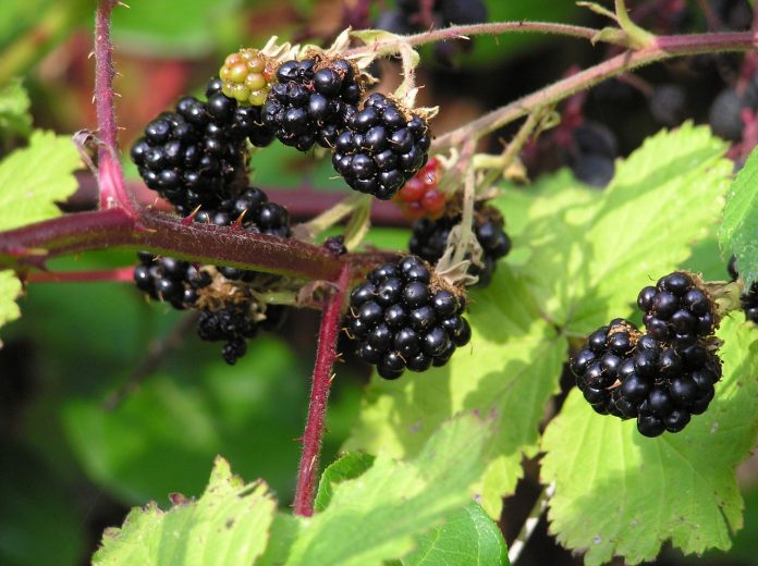 blackberries-2344191_1280