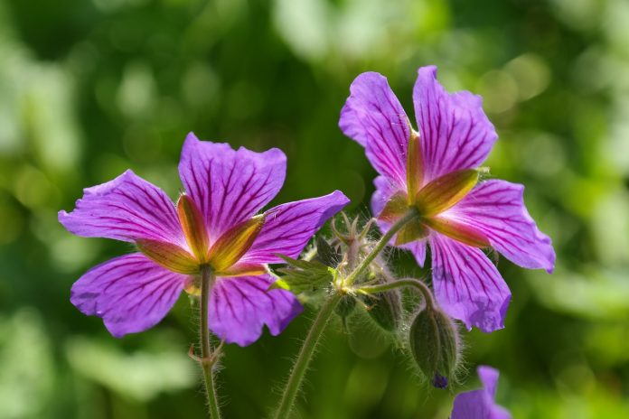 cranesbill-123289_1280