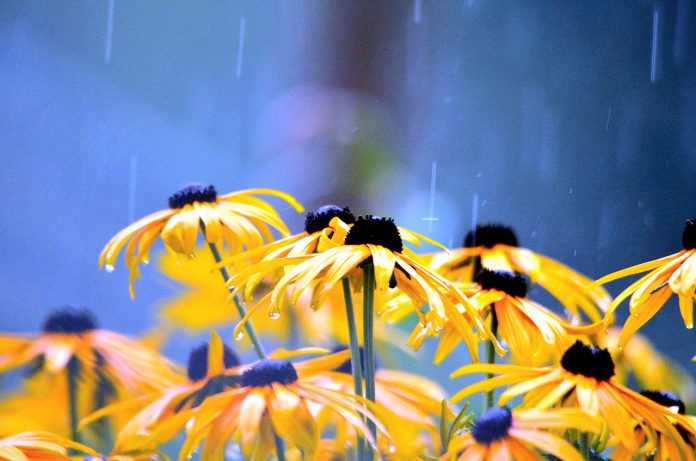 flowers-2611590_1280