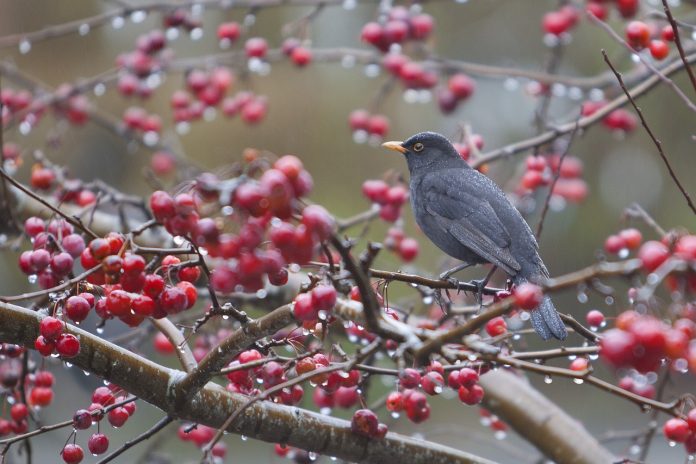 bird-1331186_1280