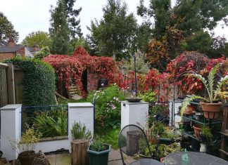 Autumn ‘Reddiness’
