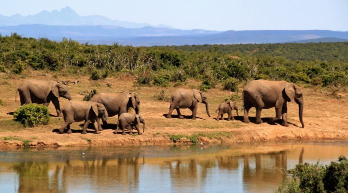 africa-african-animals-59989